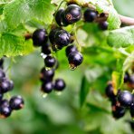 Ríbezľa čierna (Ribes nigrum) ´TITANIA´ - stredne skorá, výška 20-30 cm, kont. C2L - KRÍKOVÁ